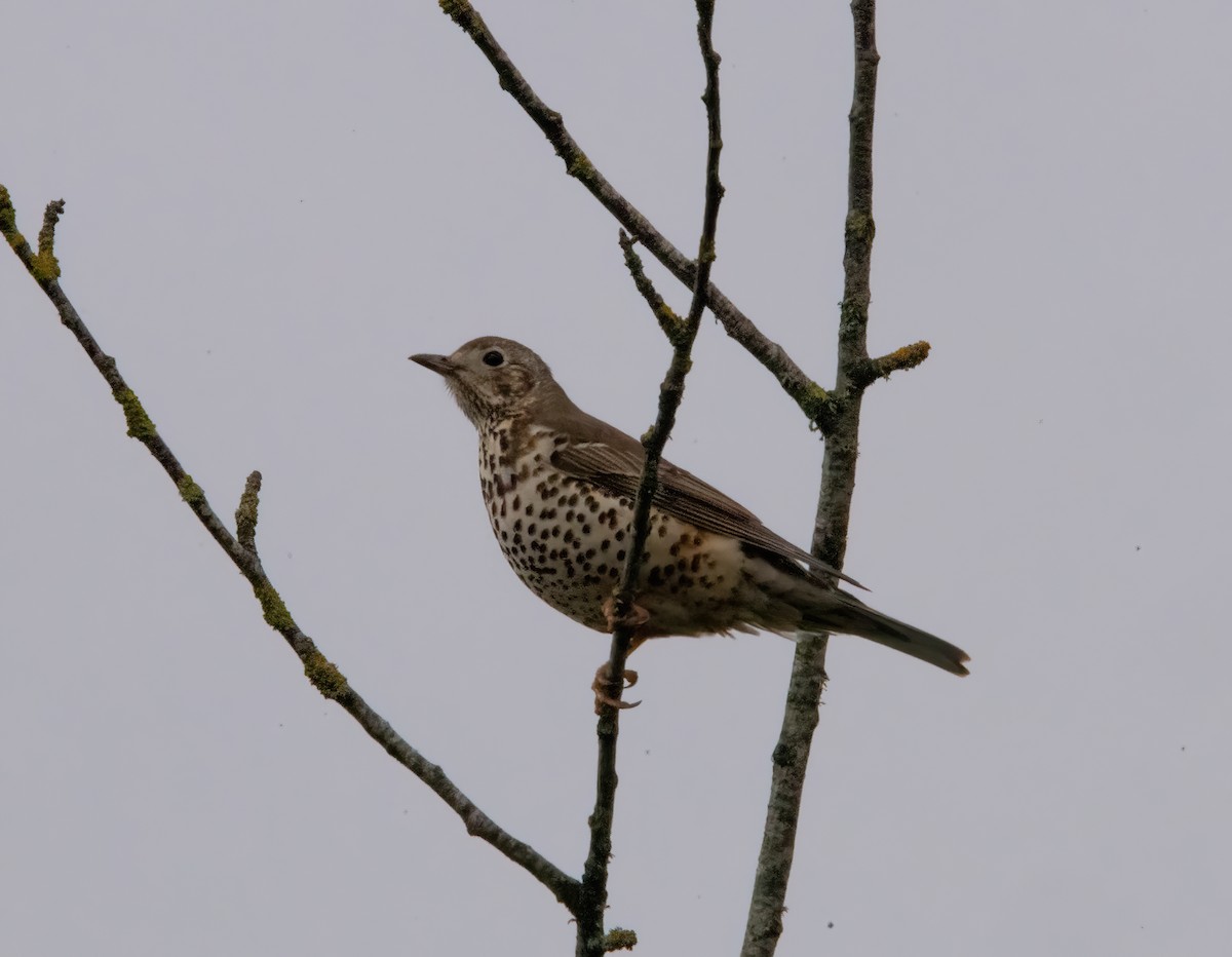 Grive draine - ML645450053