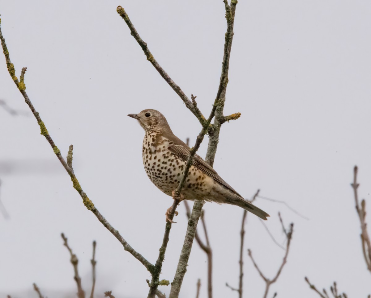 Grive draine - ML645450054