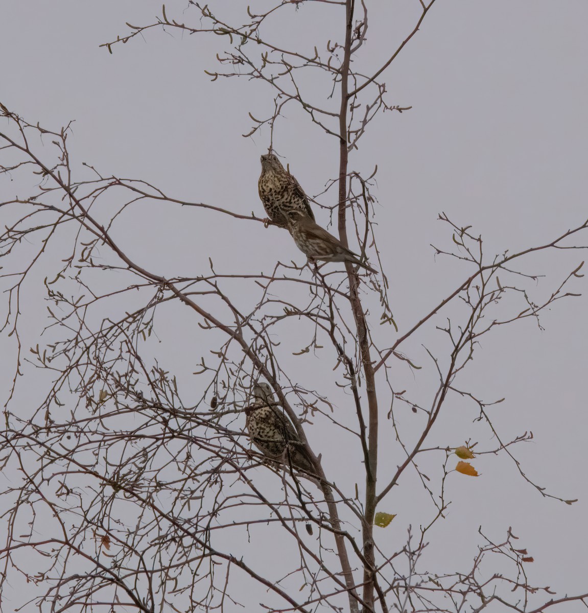 Grive draine - ML645450055