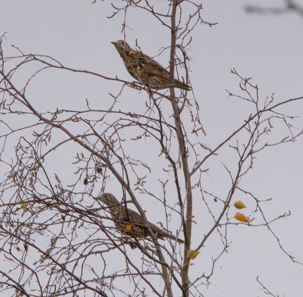 Grive draine - ML645450056