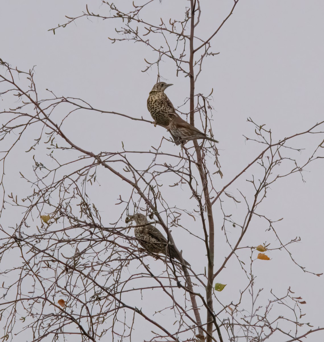 Grive draine - ML645450057