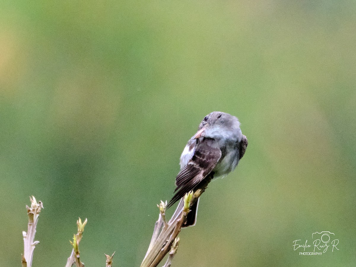 Восточный пиви - ML645450061