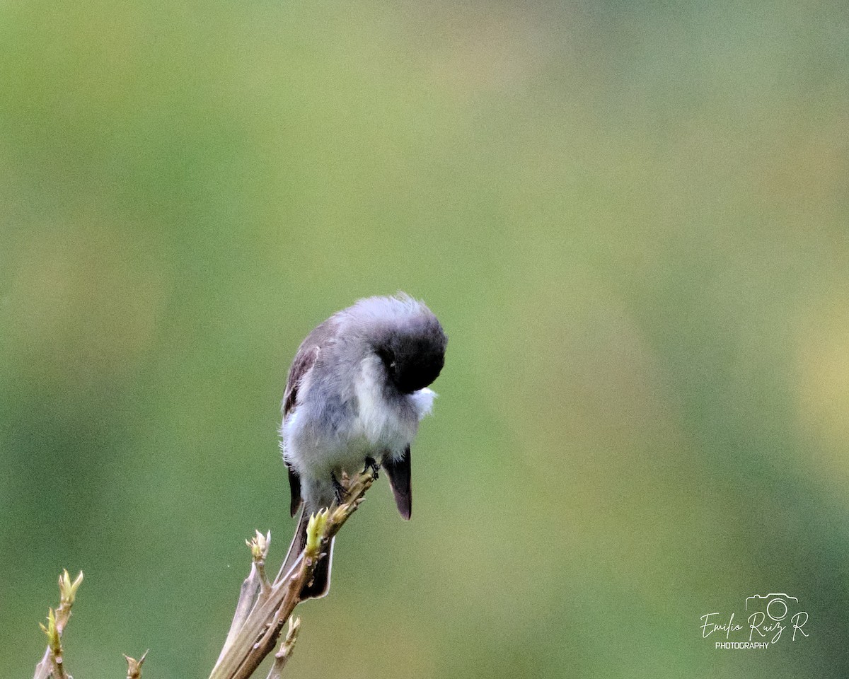 Восточный пиви - ML645450062