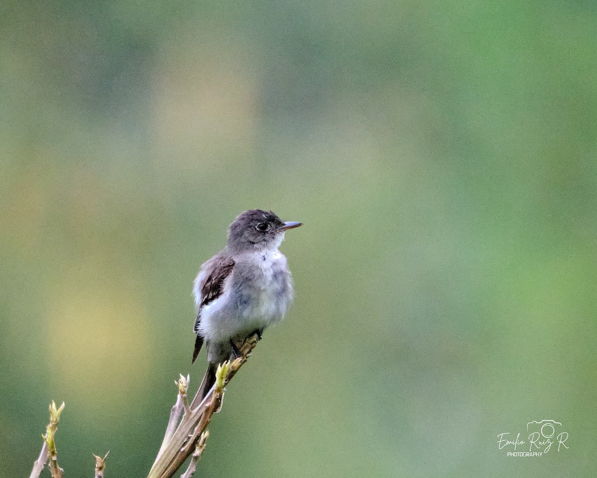 Восточный пиви - ML645450063