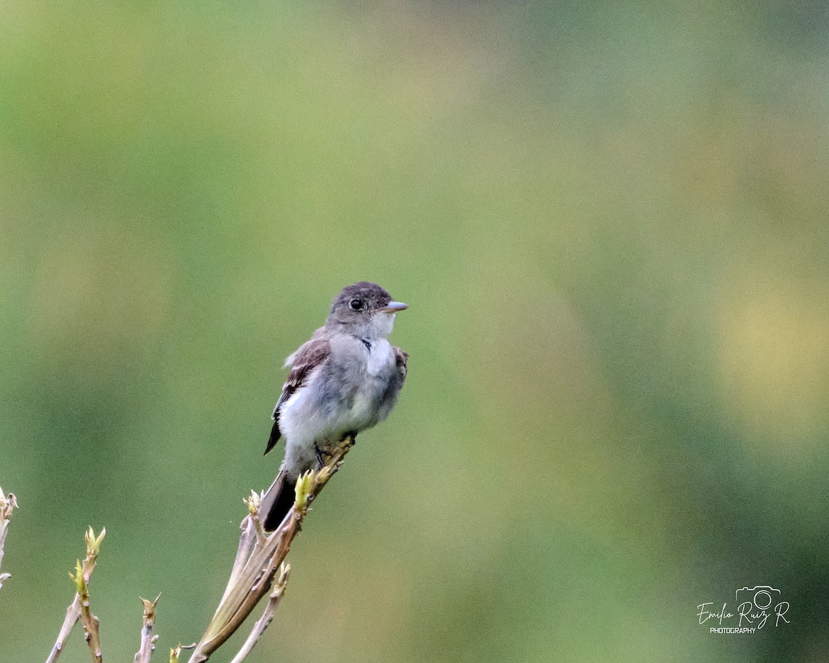 Восточный пиви - ML645450064