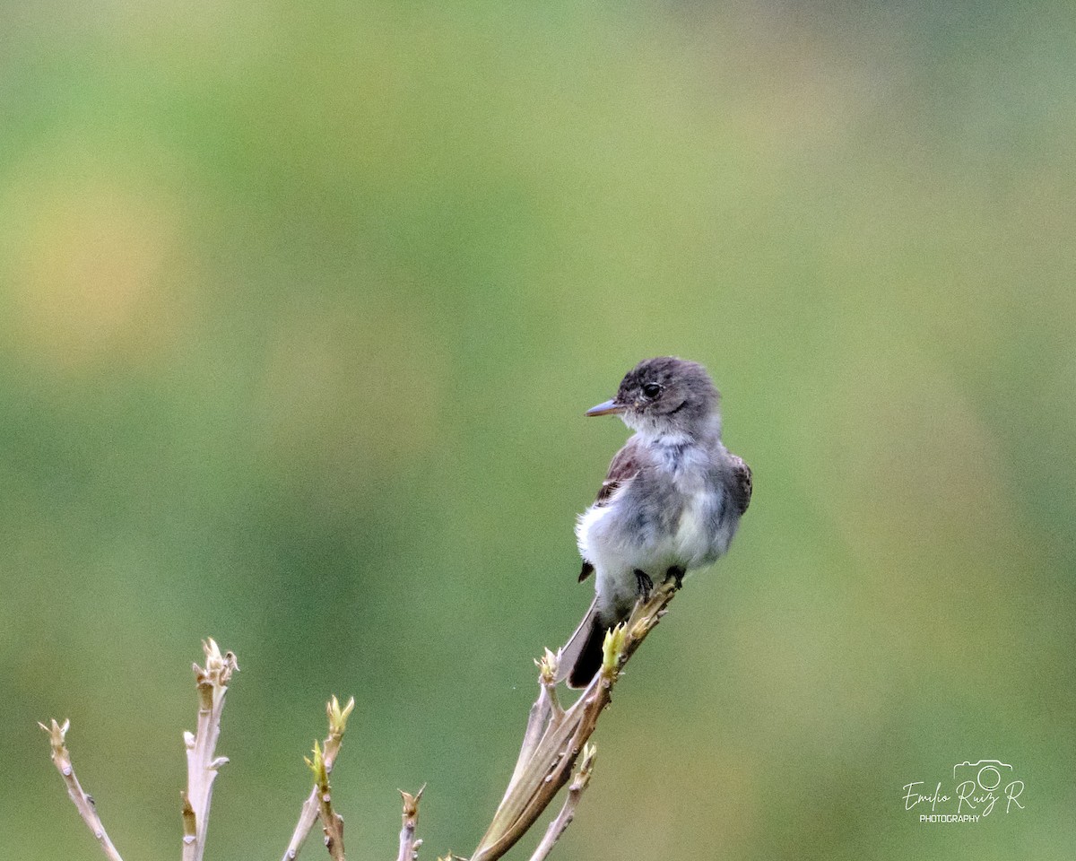 Восточный пиви - ML645450065