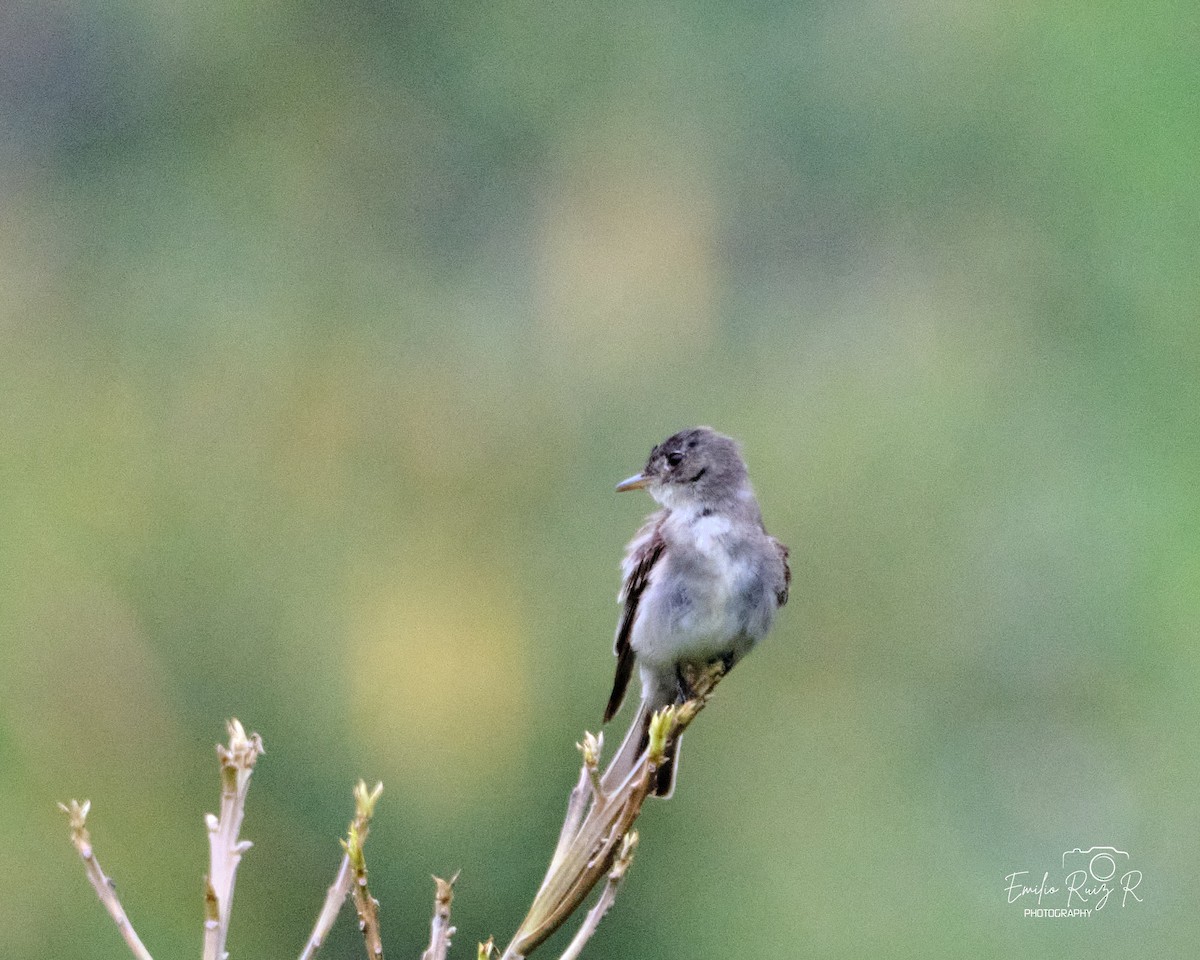 Восточный пиви - ML645450066