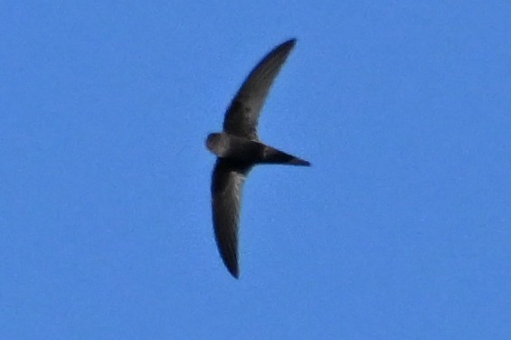 Common Swift - ML645450077