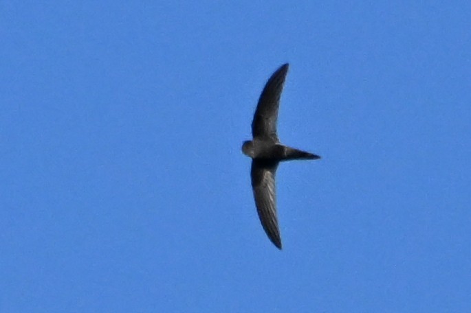Common Swift - ML645450078