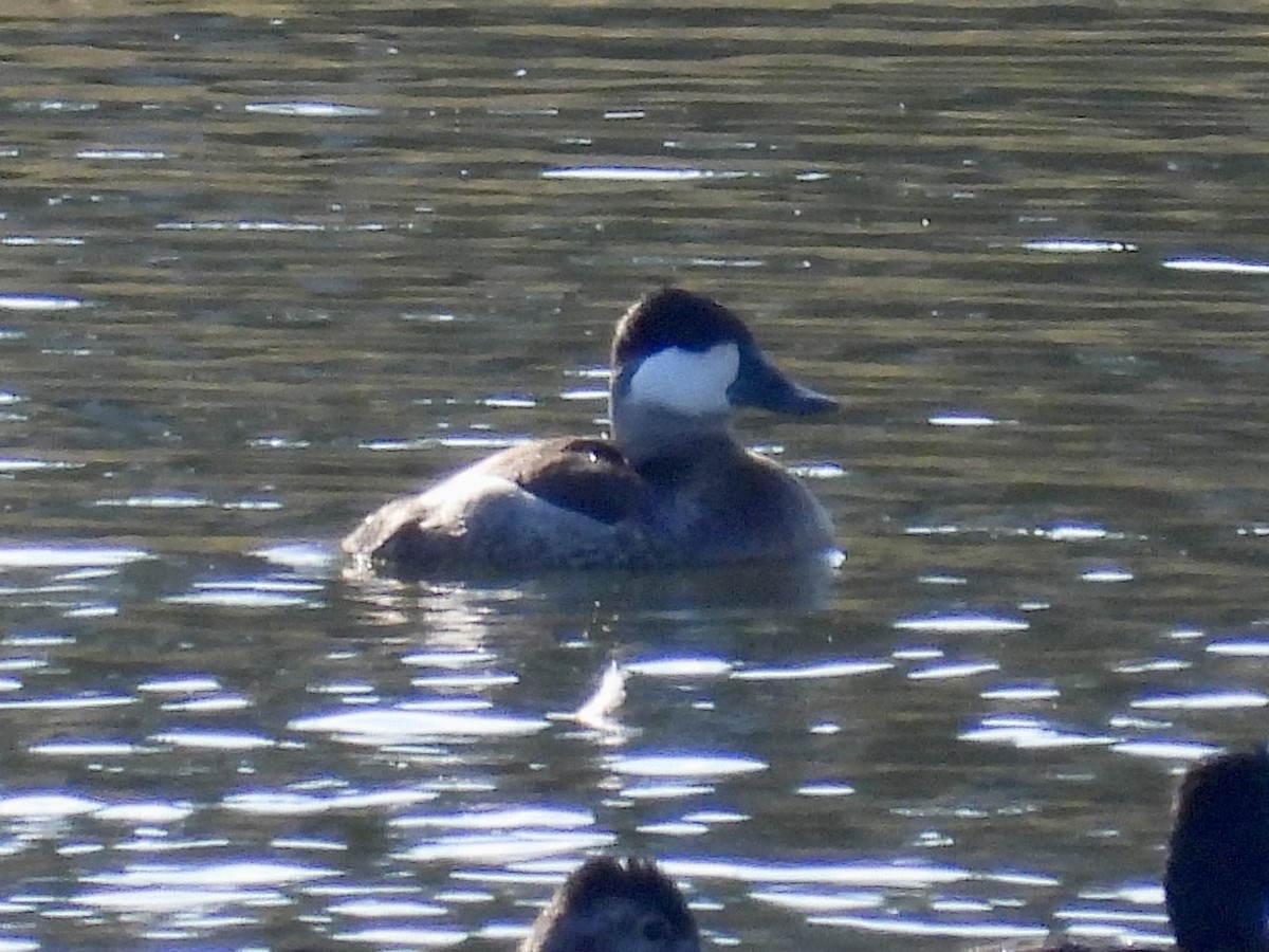 Ruddy Duck - ML645450081