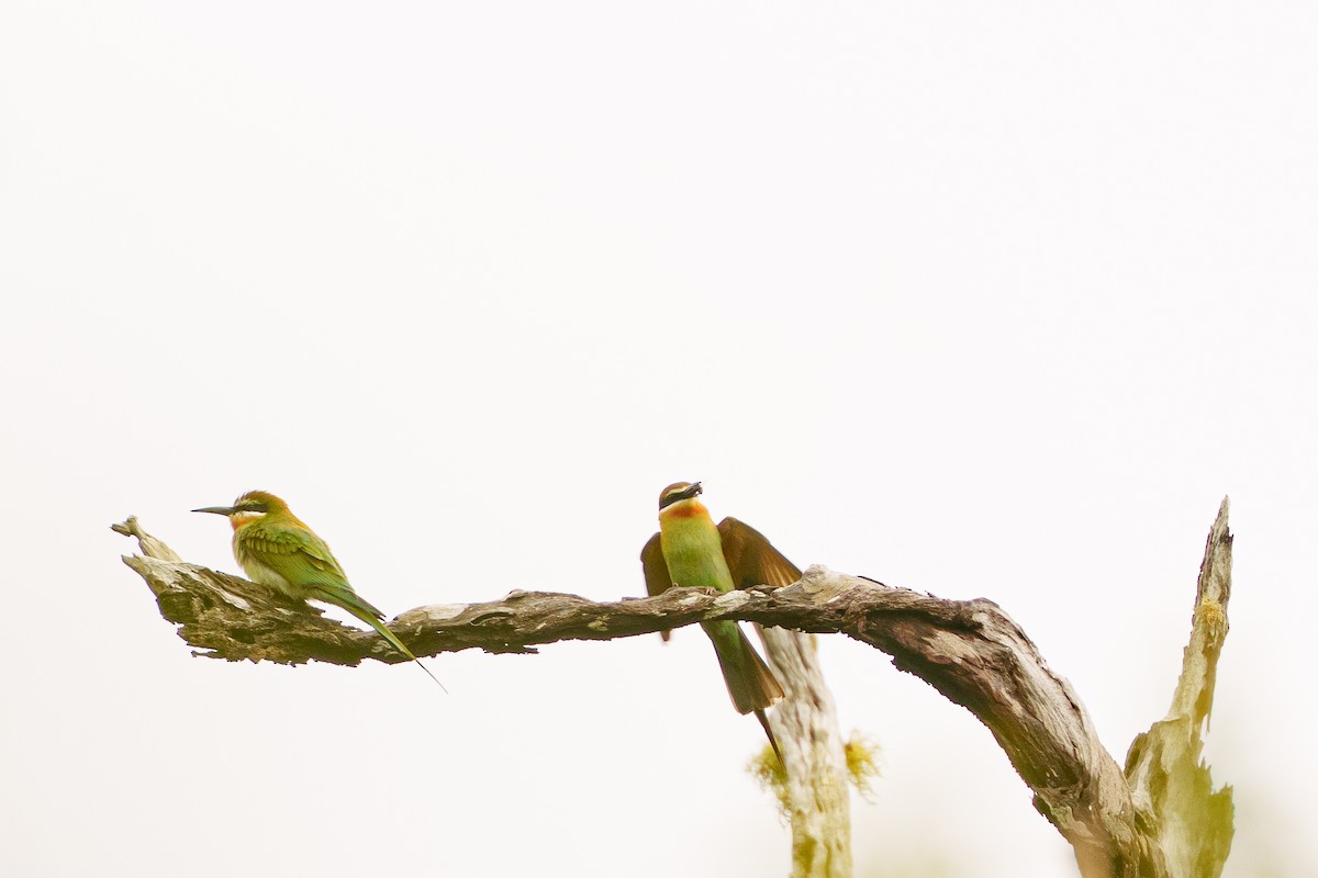 マダガスカルハチクイ - ML645450084