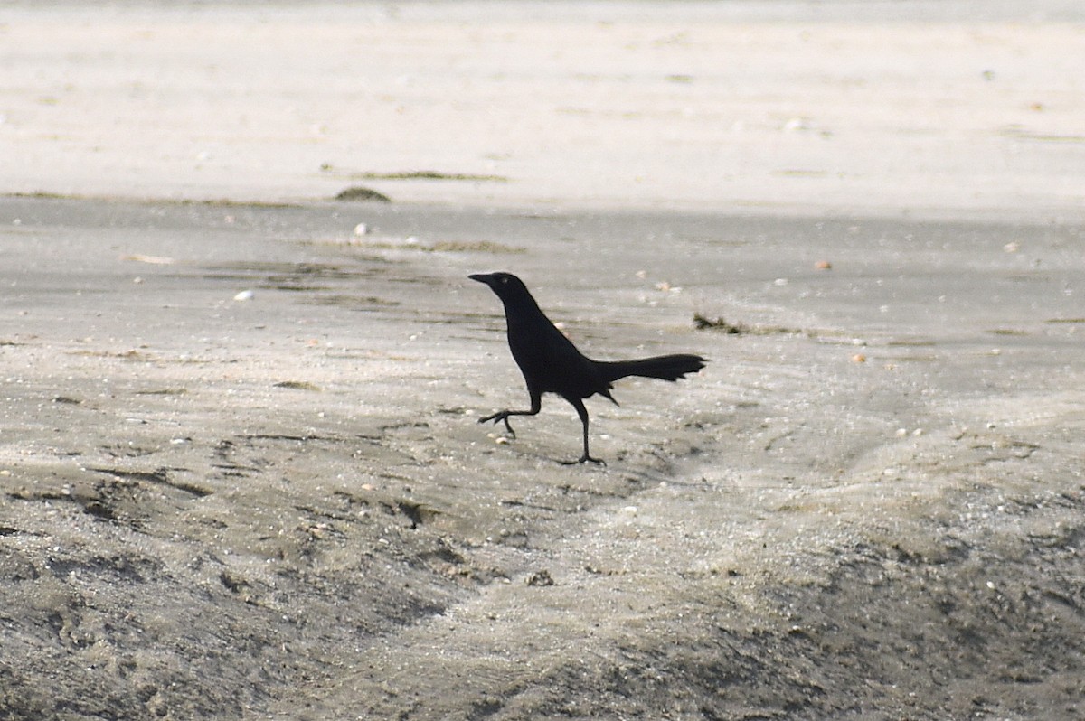 Great-tailed Grackle - ML645450098