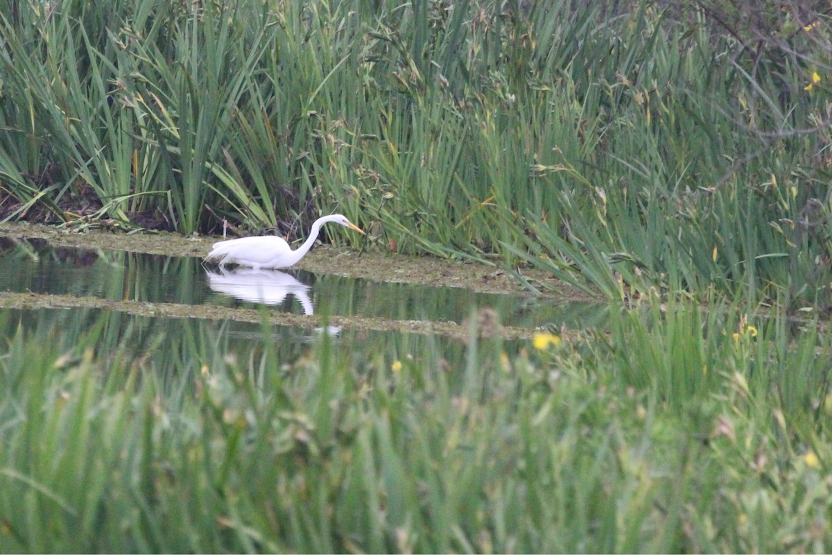 volavka bílá - ML645450100