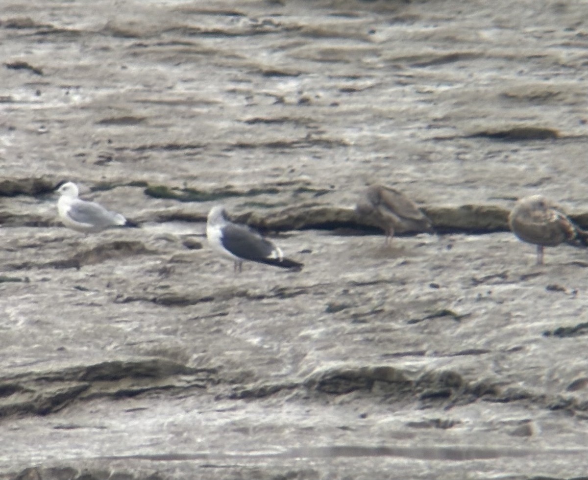 Lesser Black-backed Gull - ML645450101