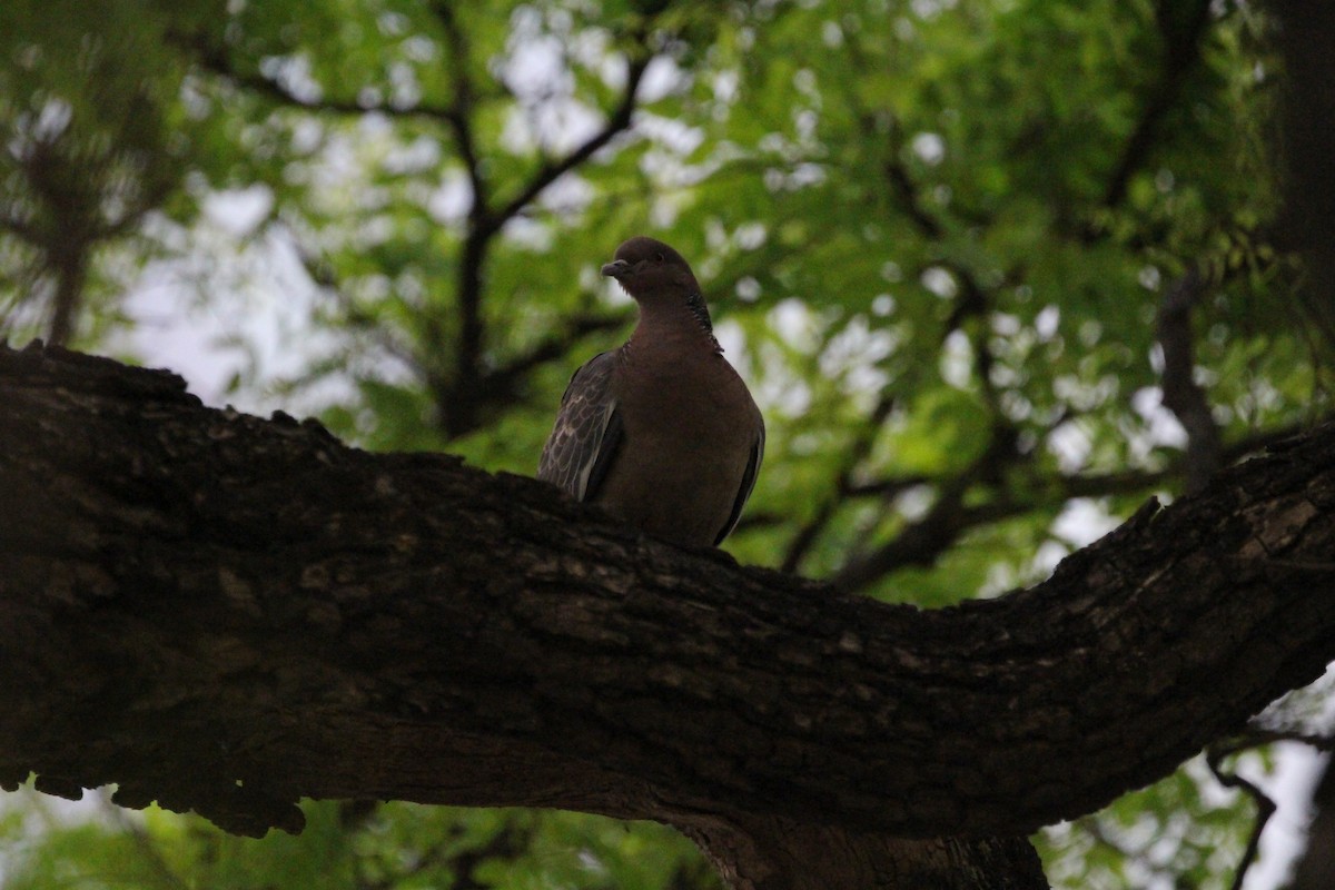 Pikazuro Güvercini - ML645450110