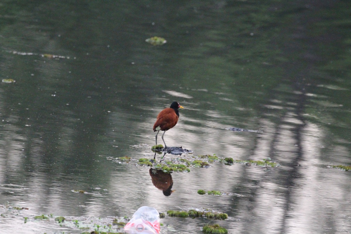 ostnák jihoamerický - ML645450113