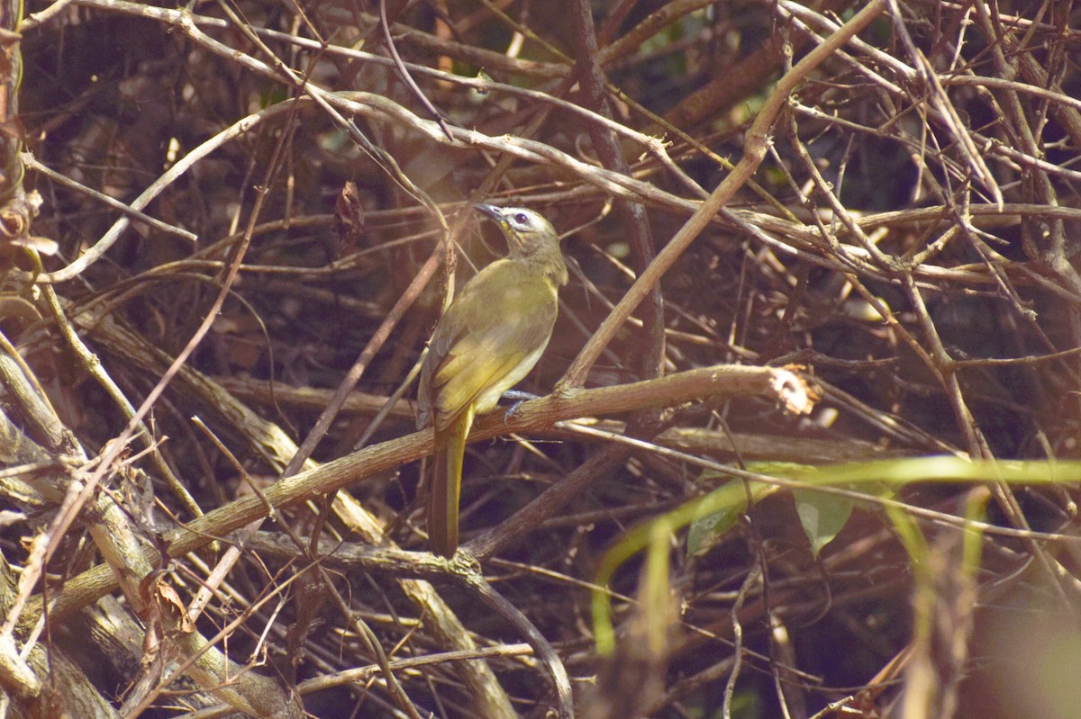 White-browed Bulbul - ML645450119