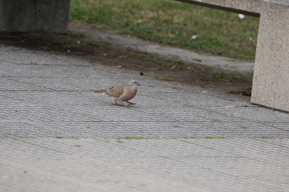 hrdlička černouchá - ML645450120