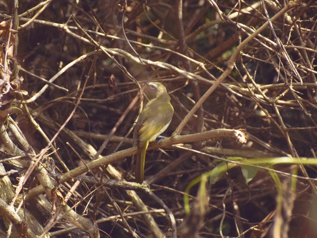 White-browed Bulbul - ML645450123