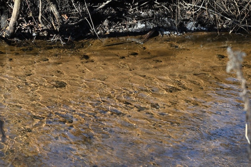 Sanderling - ML645450124