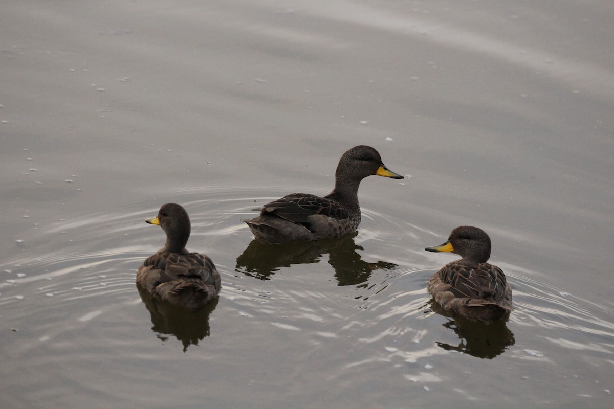 čírka kropenatá - ML645450131