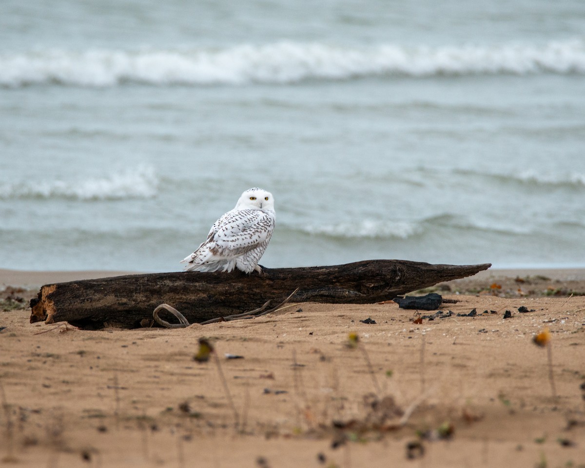 Snowy Owl - ML645450137
