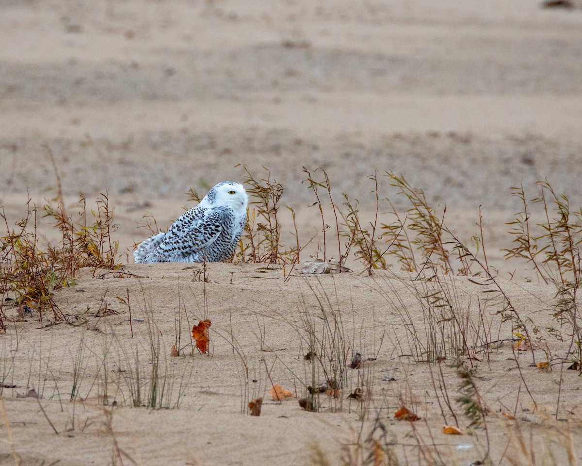 Snowy Owl - ML645450138