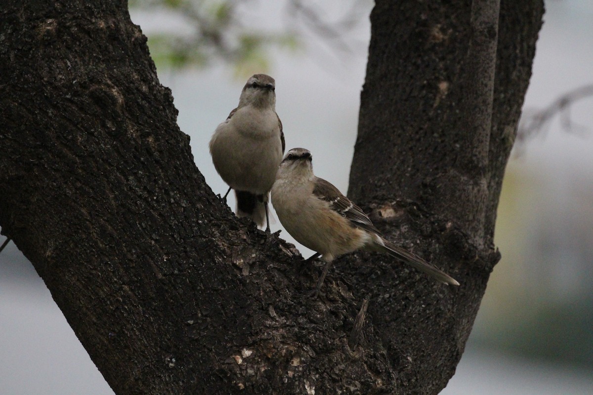drozdec bělobrvý - ML645450139