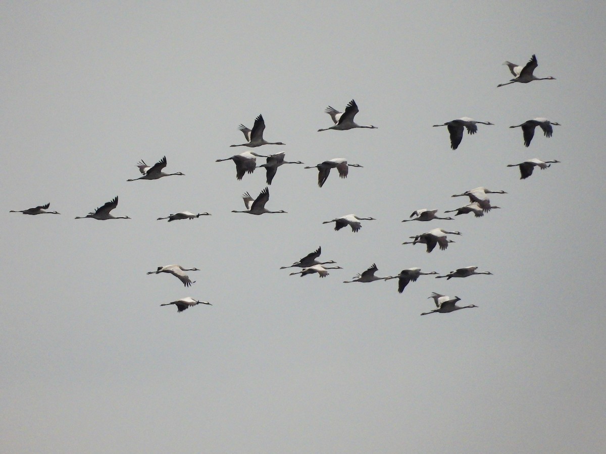 灰鶴 - ML645450162