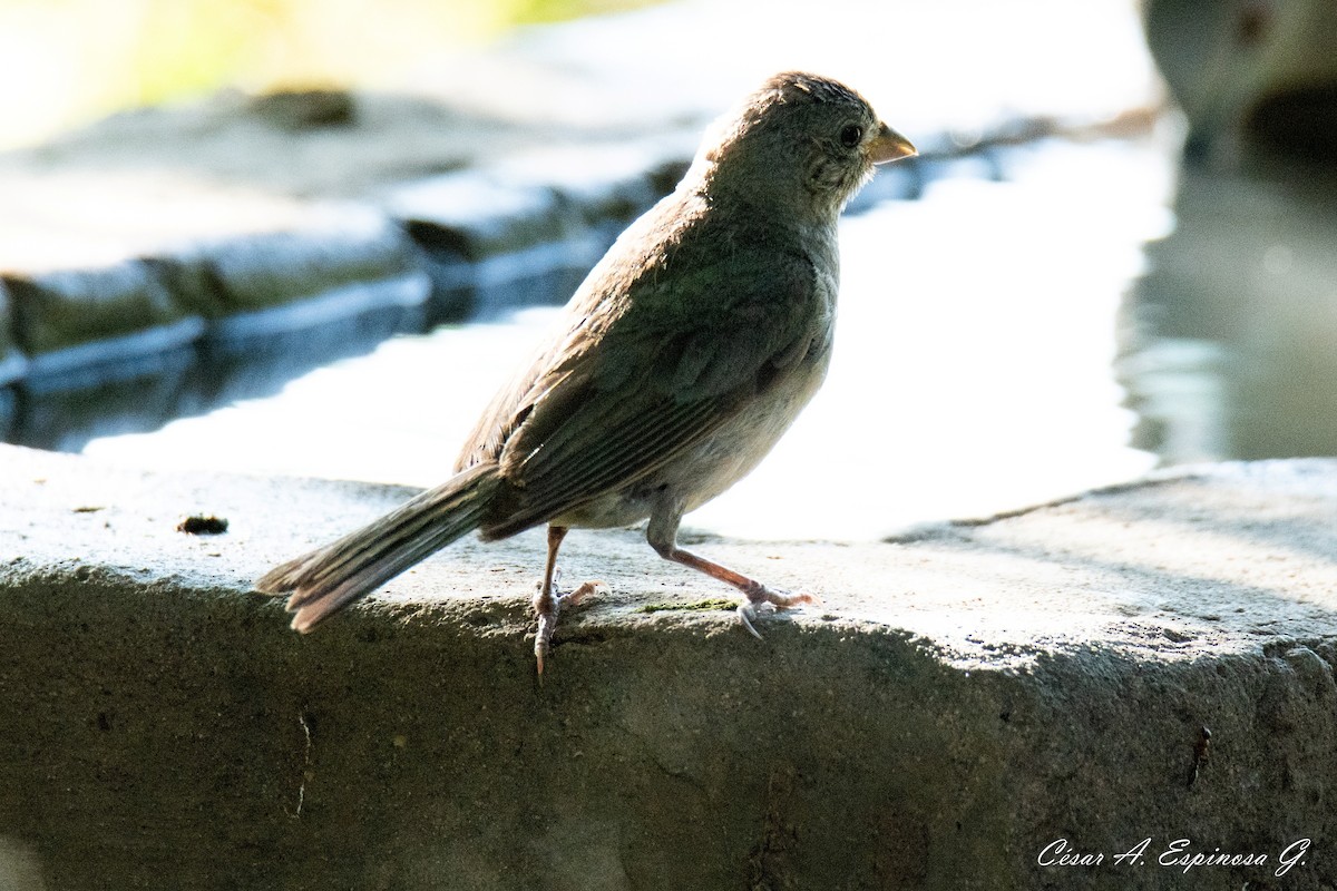 House Finch - ML645450163