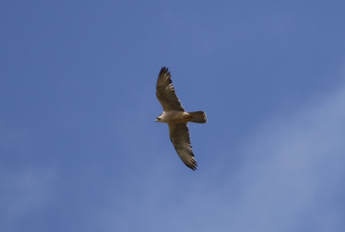 Lanner Falcon - ML645450170