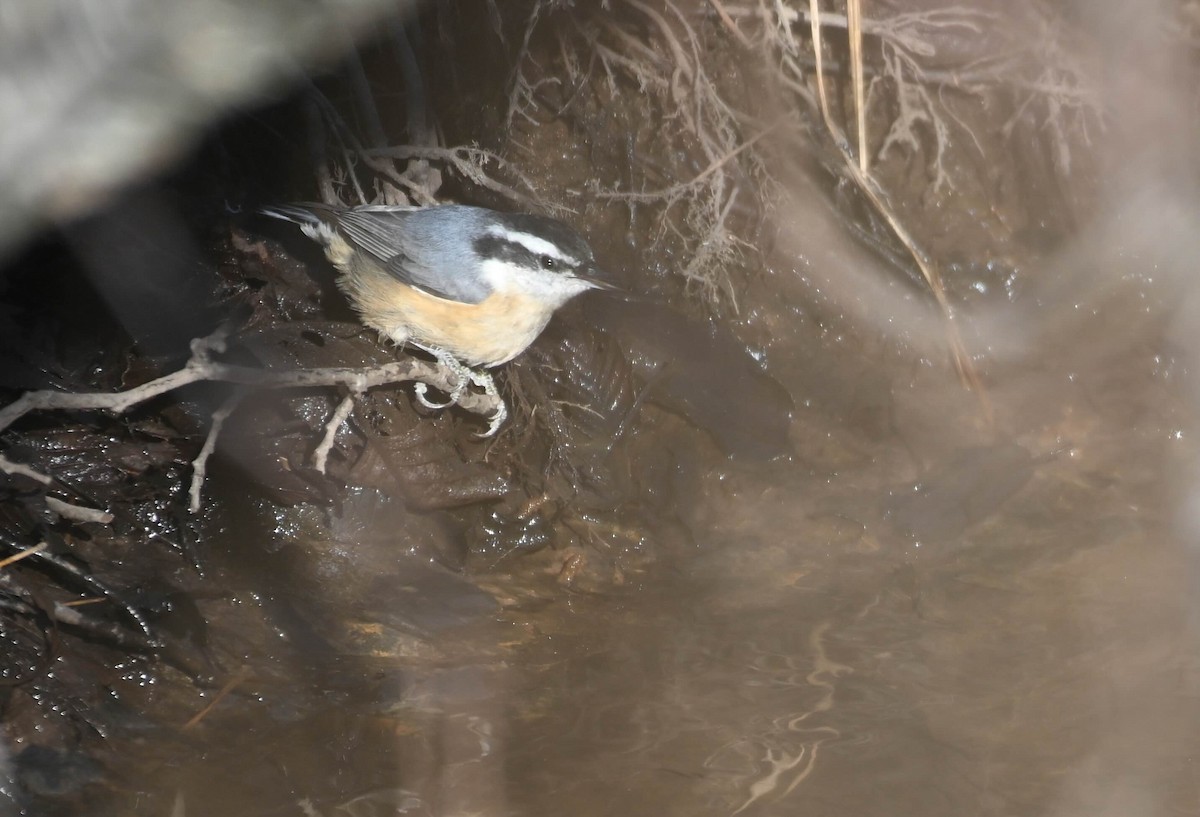 Red-breasted Nuthatch - ML645450172