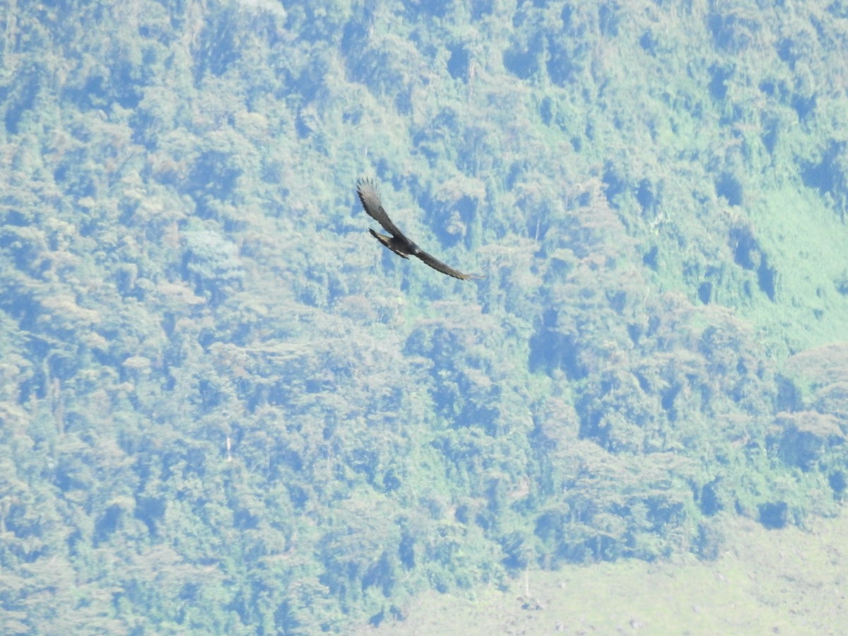 Black-and-chestnut Eagle - ML645450173