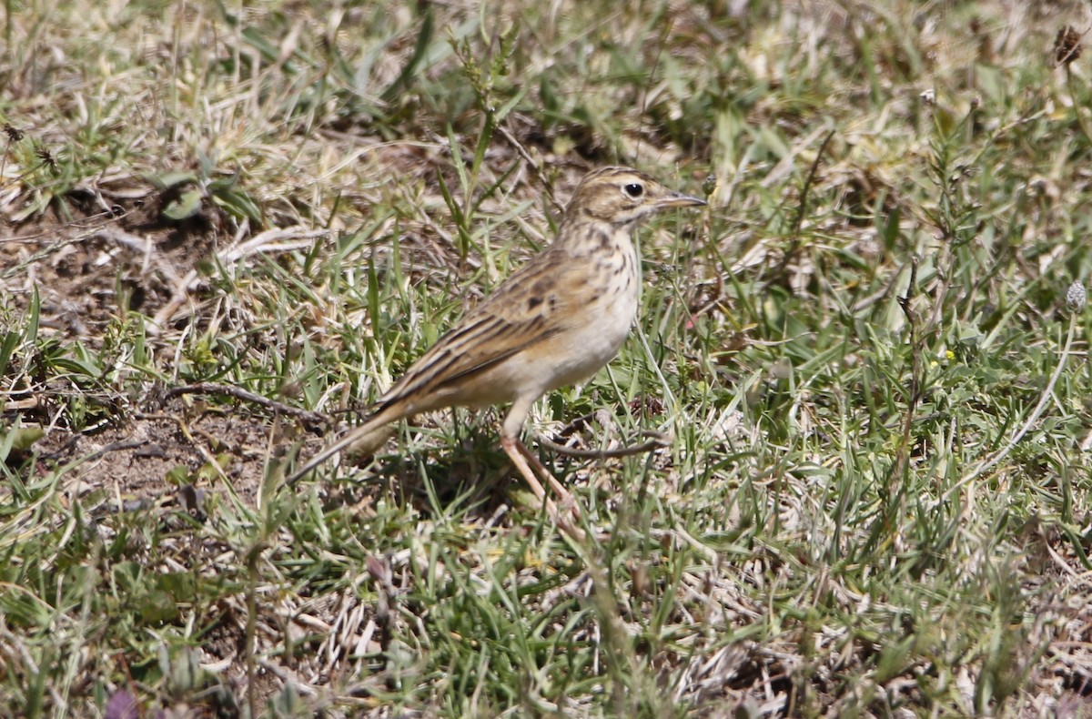 African Pipit - ML645450174
