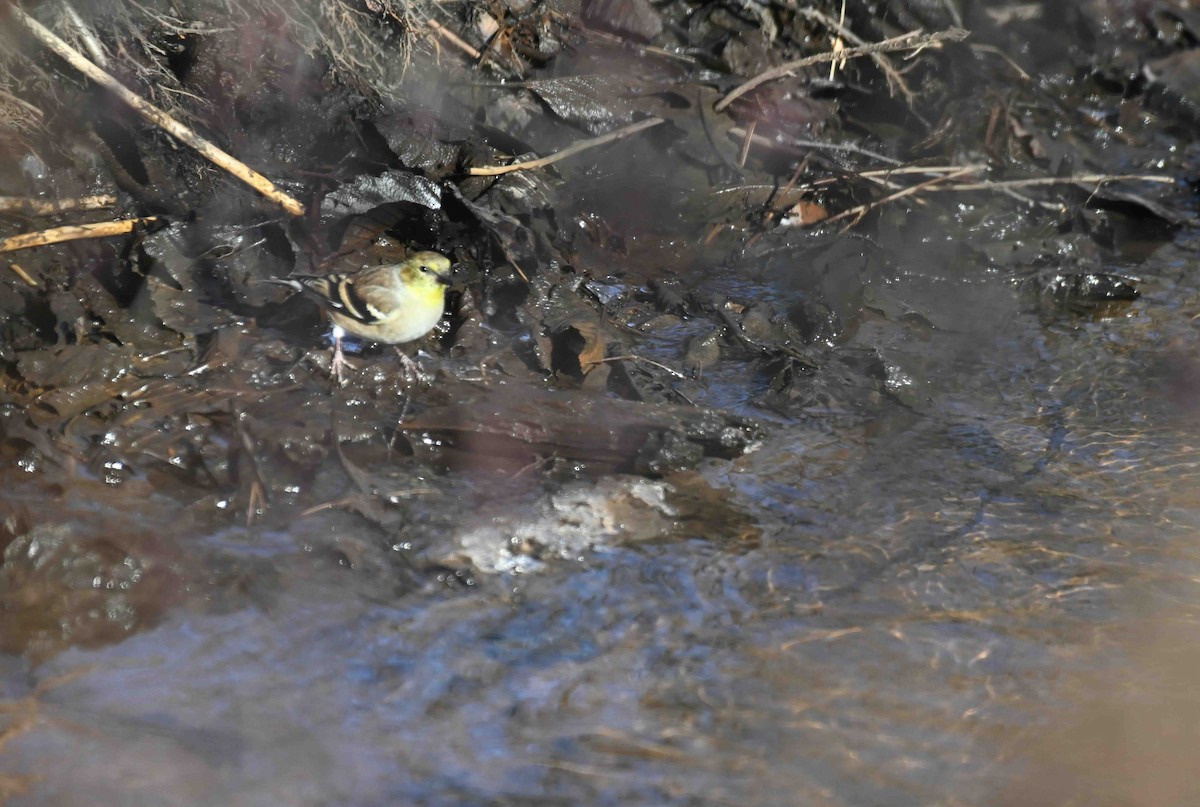 American Goldfinch - ML645450178