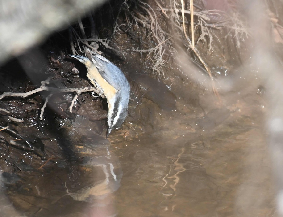 Red-breasted Nuthatch - ML645450189