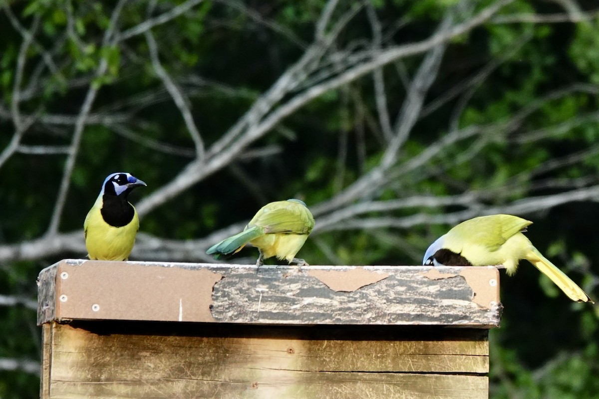 Geai vert - ML645450196