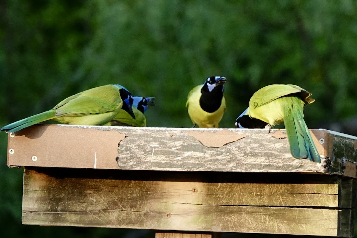 Geai vert - ML645450197