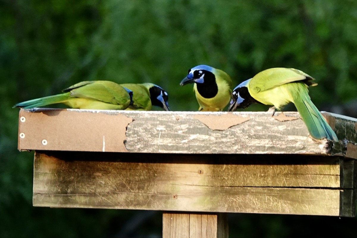 Geai vert - ML645450198