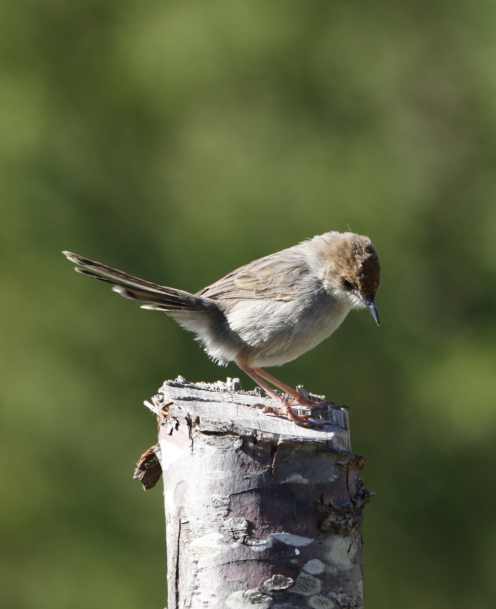 Hunter's Cisticola - ML645450199