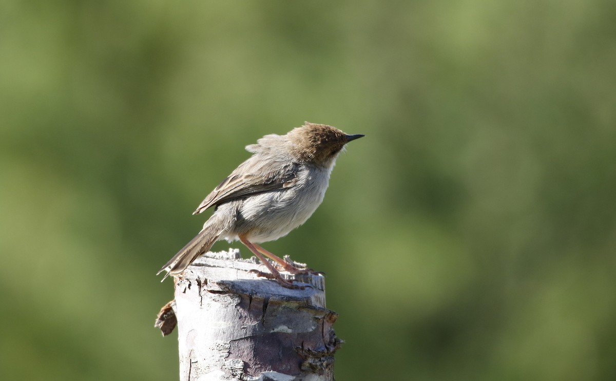Hunter's Cisticola - ML645450200