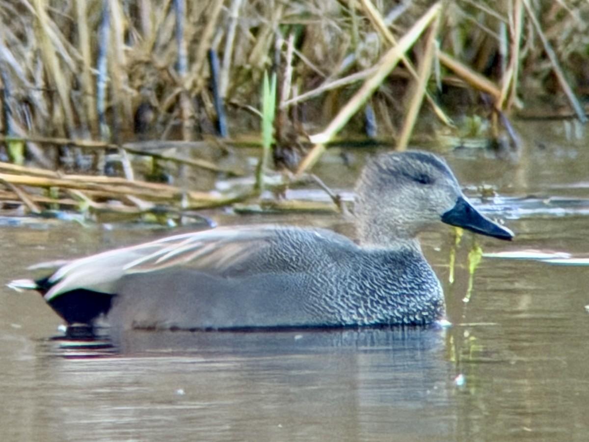 Gadwall - ML645450207