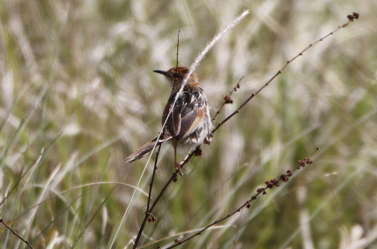 Levaillant's Cisticola - ML645450208