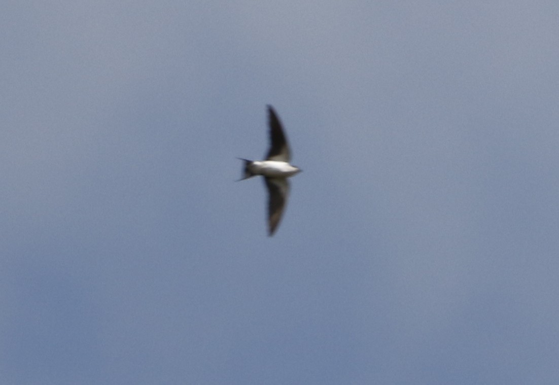 Wire-tailed Swallow - ML645450211