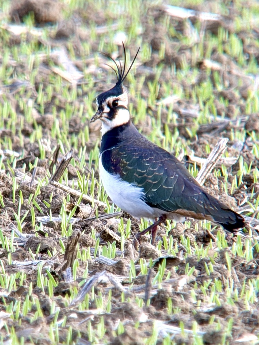 Northern Lapwing - ML645450214