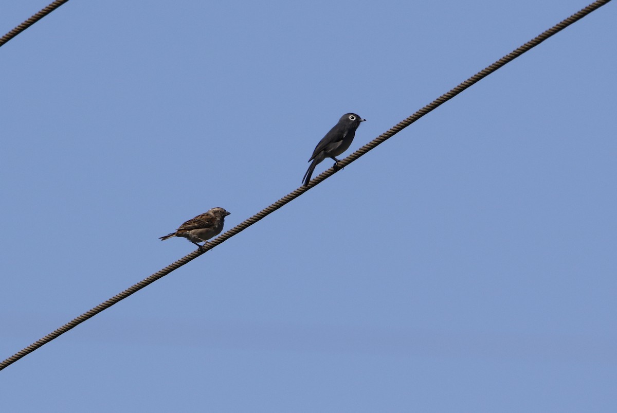White-eyed Slaty-Flycatcher - ML645450215