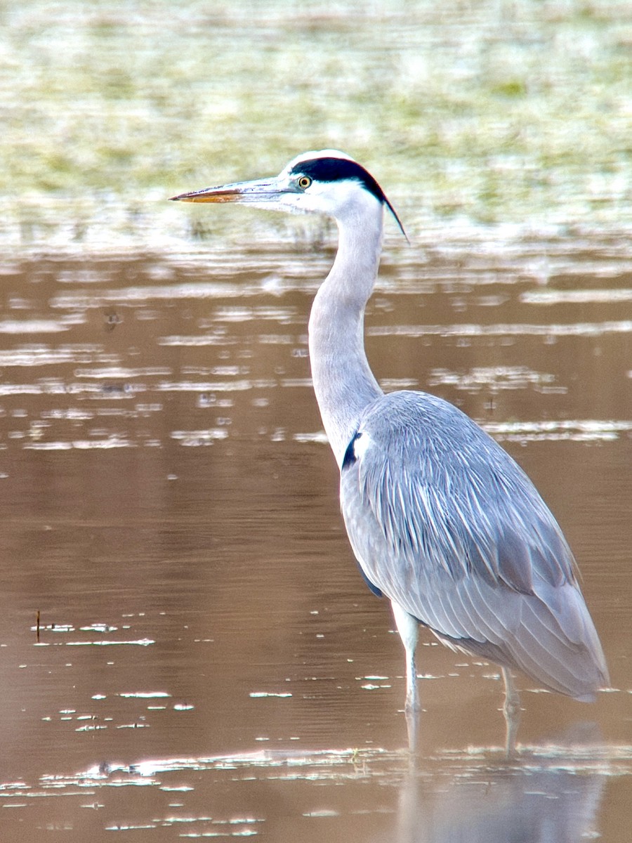 Gray Heron - ML645450216