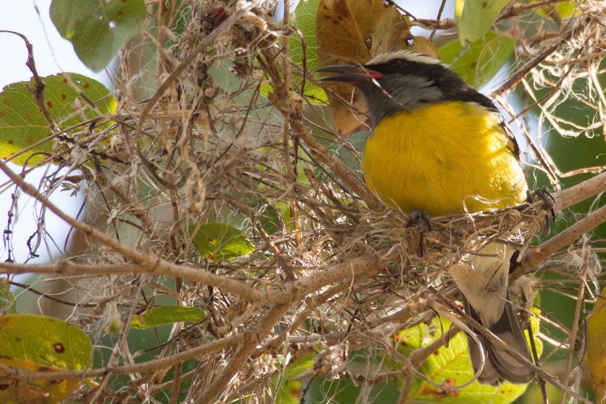 Bananaquit - ML645450220