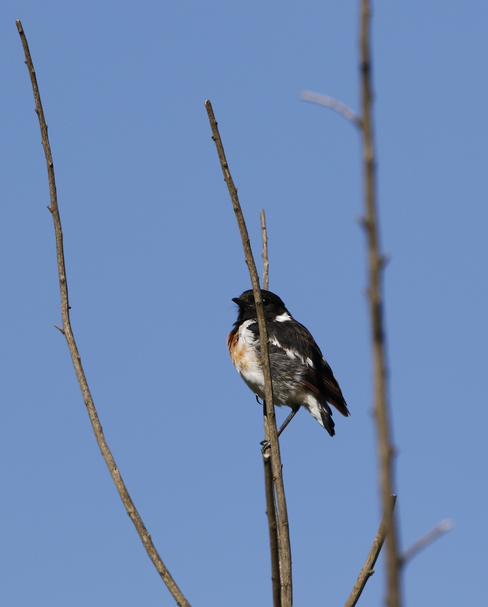 African Stonechat - ML645450223