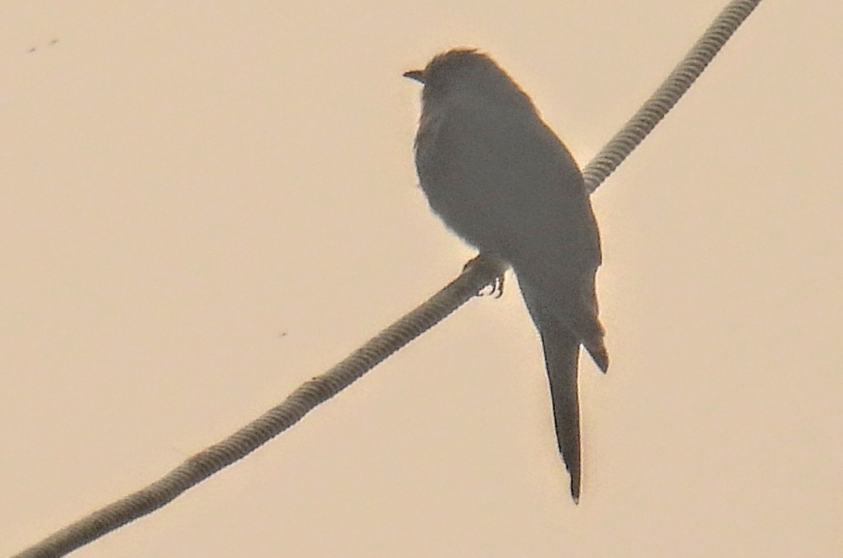 Cuco Pechigrís - ML645450240